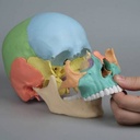 cráneo osteopatia colores demontable en 22 piezas  desmontable