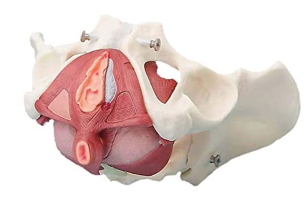 Pelvis Femenina con músculos suelo pélvico Erler Zimmer