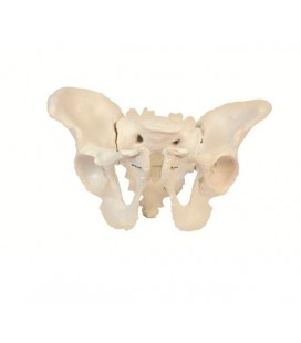 Pelvis Femenina o masculina