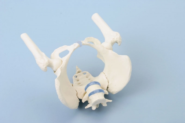 Pelvis femenina con 2 fémures Erler Zimmer