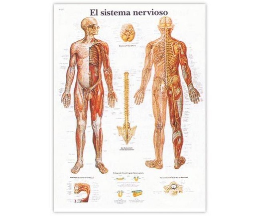 [1840] El Sistema Nervioso - Lámina Anatomía