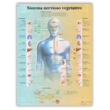 [1930] El Sistema Nervioso Vegetativo - Lámina Anatomía